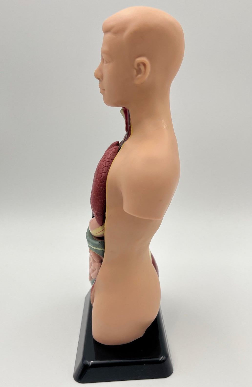 Vintage Human Anatomy Model – Educational Medical Teaching Figure Retro