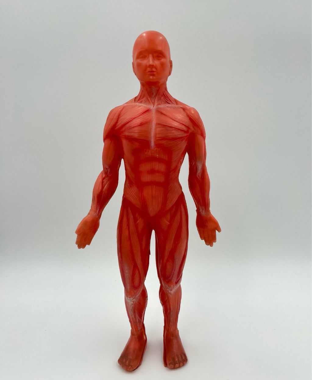 Anatomical Human Body Model – Muscular System Figure – 14 cm