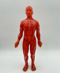 Anatomical Human Body Model – Muscular System Figure – 14 cm