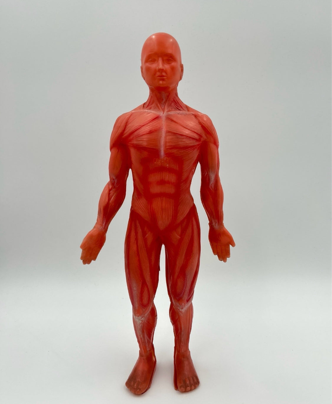 Anatomical Human Body Model – Muscular System Figure – 14 cm