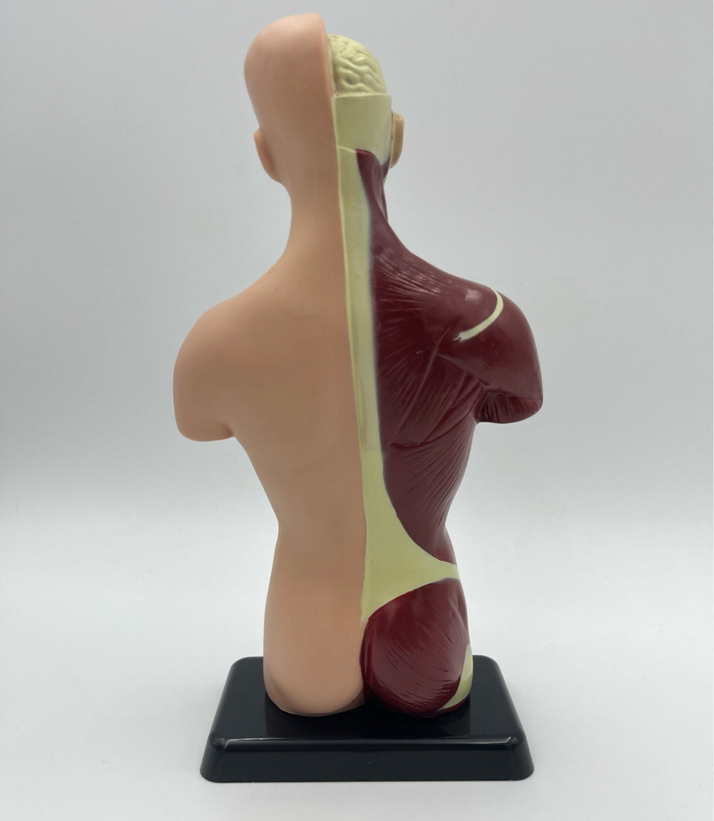 Vintage Human Anatomy Model – Educational Medical Teaching Figure Retro