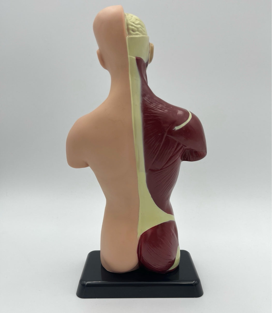 Vintage Human Anatomy Model – Educational Medical Teaching Figure Retro