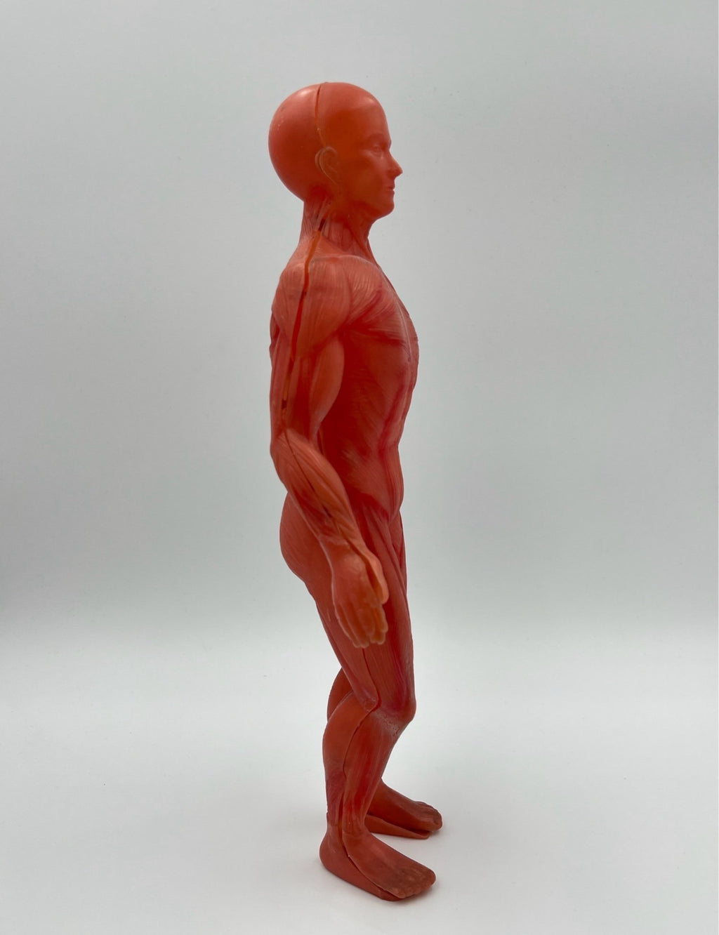 Anatomical Human Body Model – Muscular System Figure – 14 cm