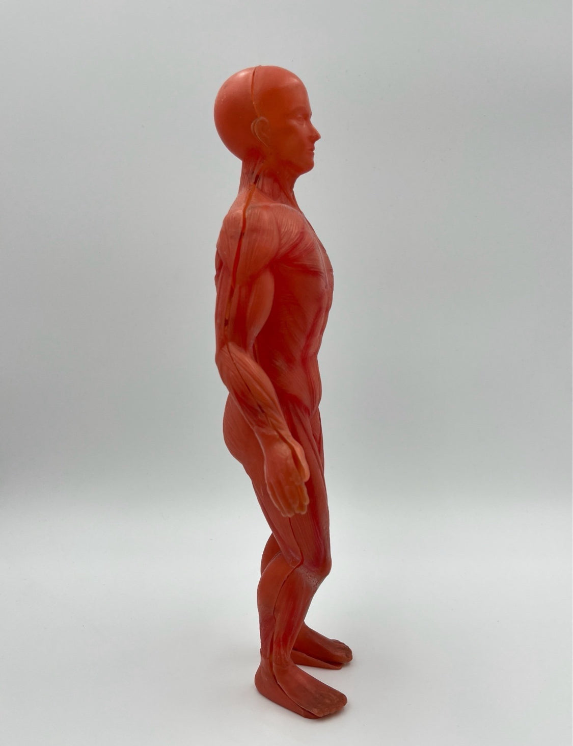 Anatomical Human Body Model – Muscular System Figure – 14 cm