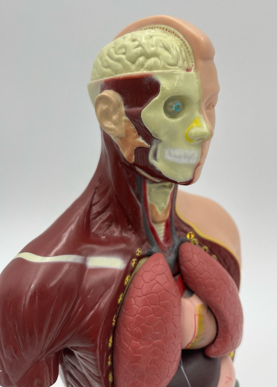 Vintage Human Anatomy Model – Educational Medical Teaching Figure Retro