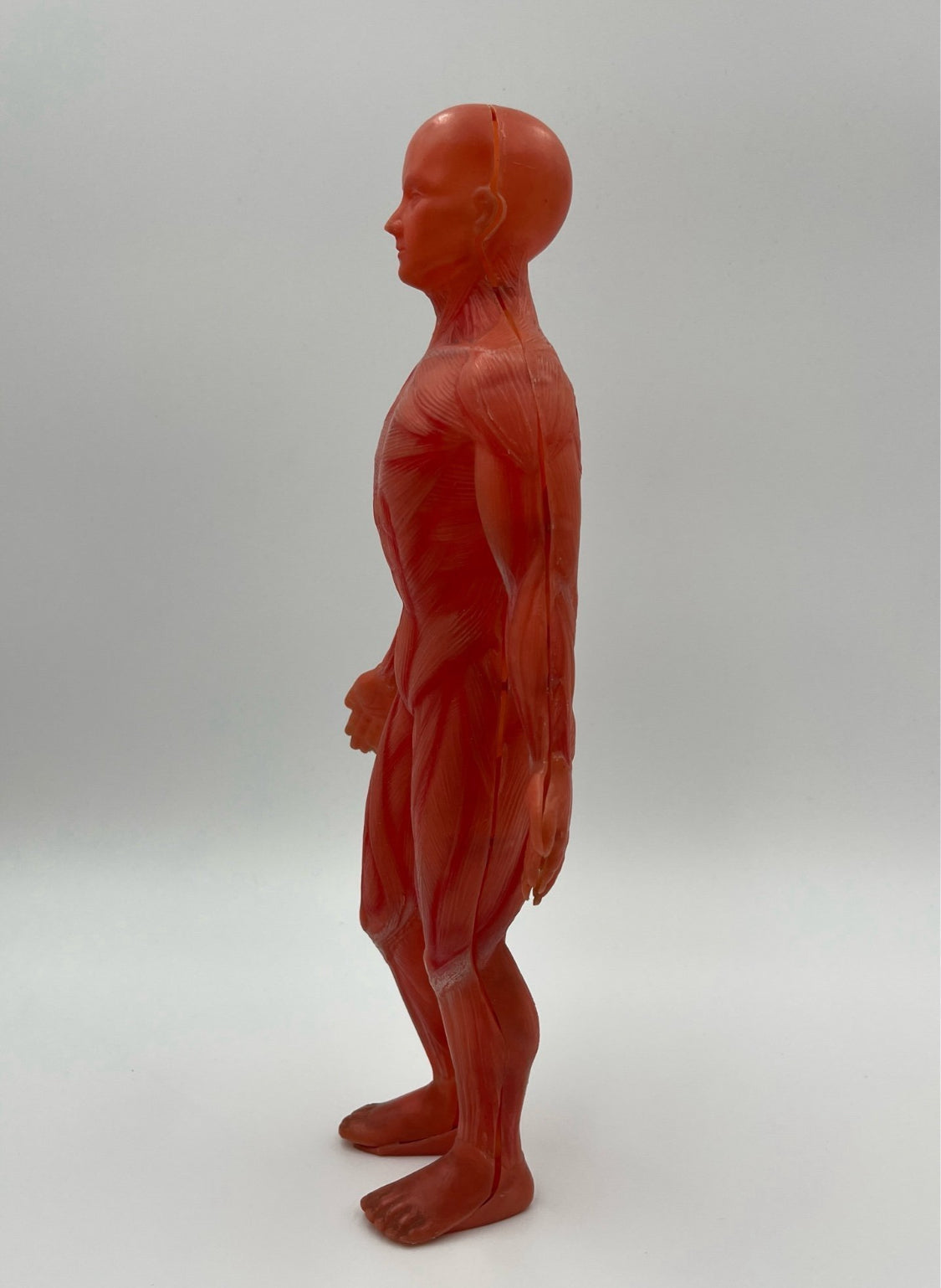 Anatomical Human Body Model – Muscular System Figure – 14 cm