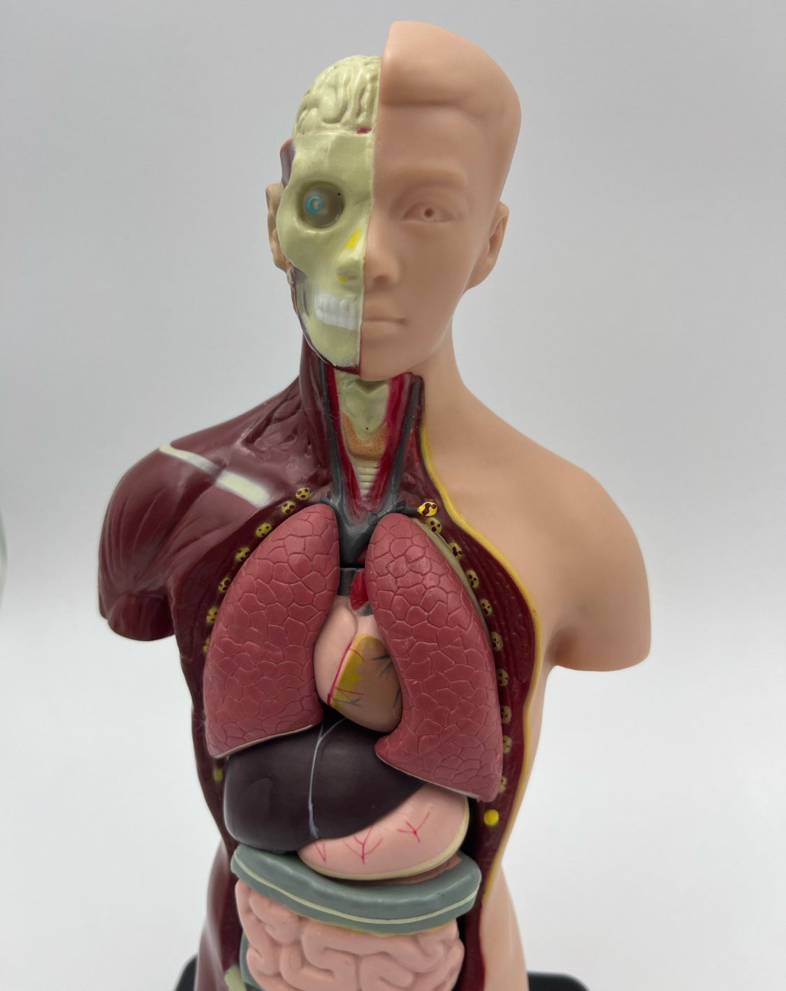 Vintage Human Anatomy Model – Educational Medical Teaching Figure Retro