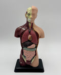 Vintage Human Anatomy Model – Educational Medical Teaching Figure Retro