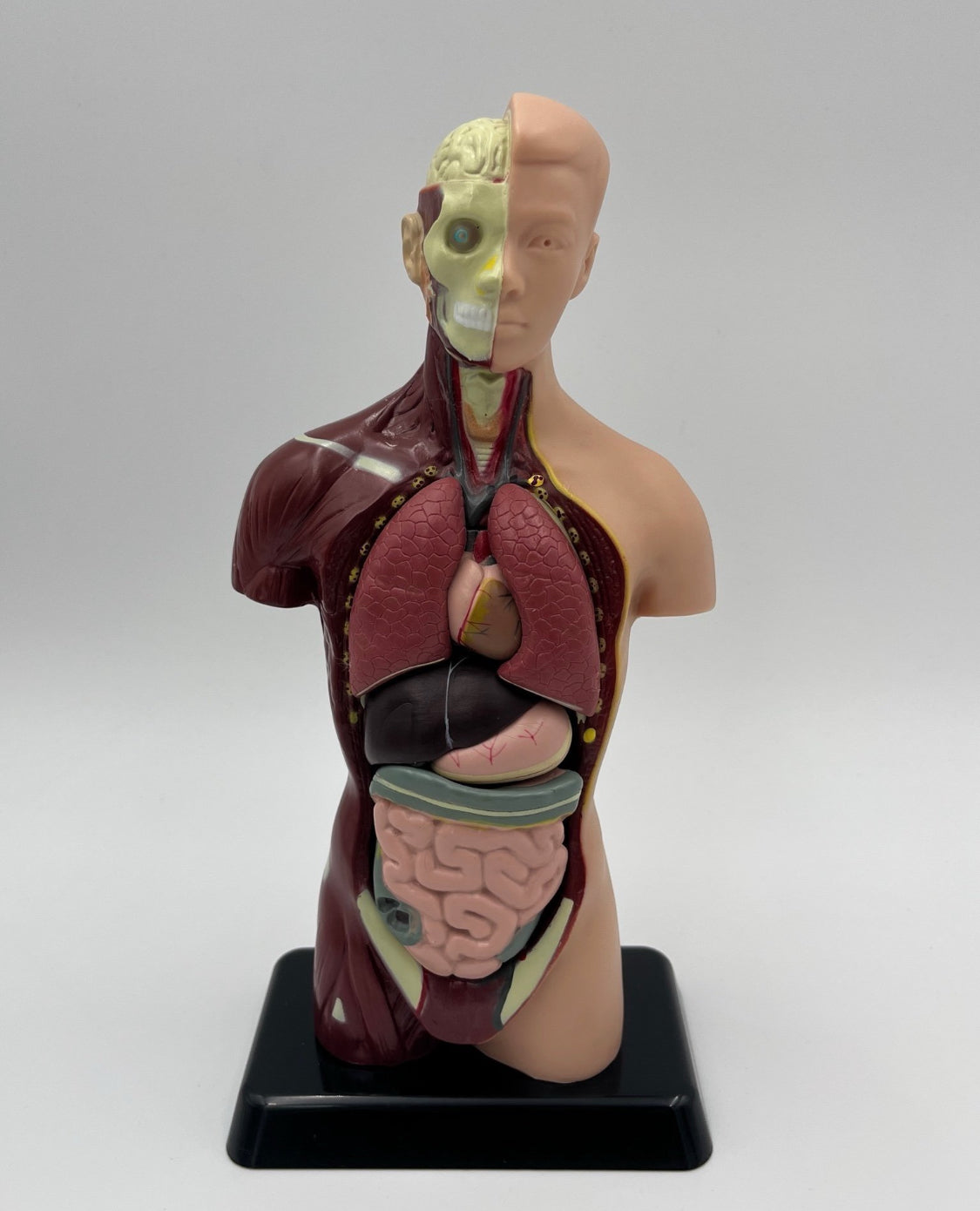 Vintage Human Anatomy Model – Educational Medical Teaching Figure Retro