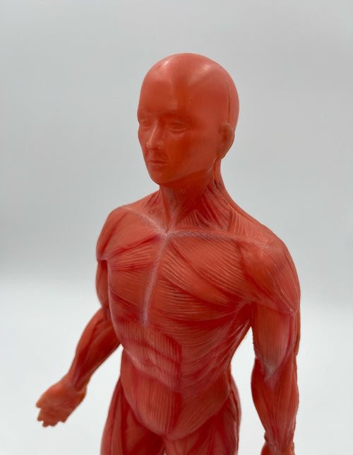 Anatomical Human Body Model – Muscular System Figure – 14 cm