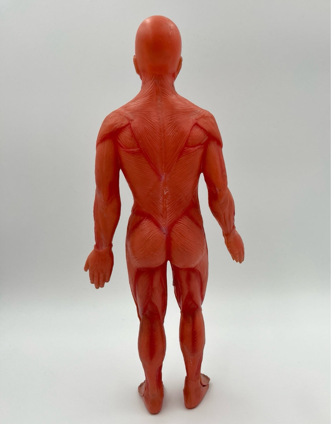 Anatomical Human Body Model – Muscular System Figure – 14 cm